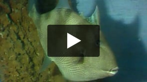 Aquário Vasco da Gama. Fauna Marinha Portuguesa.